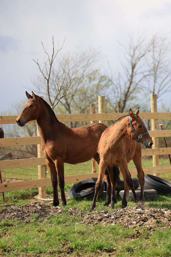 andalusian-filly