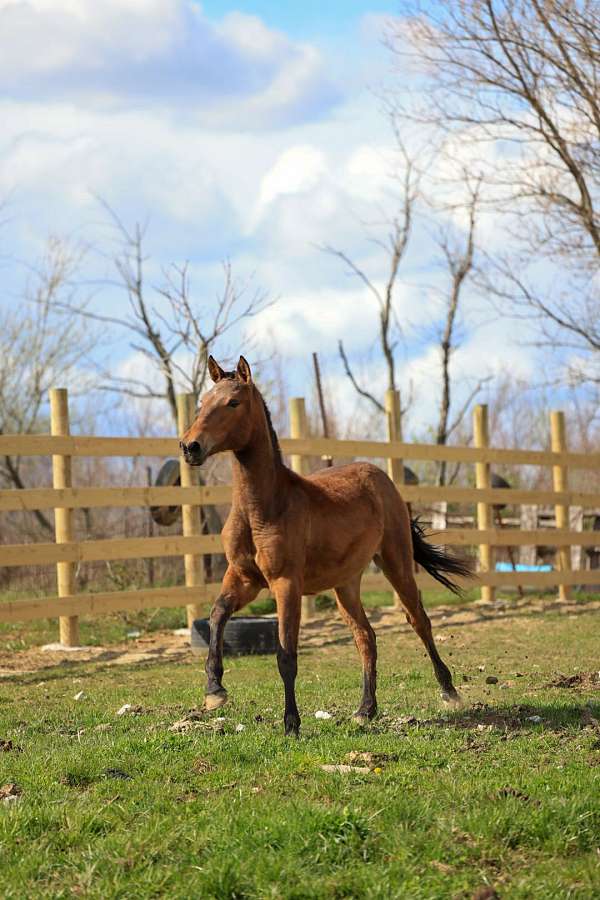 andalusian-horse-for-sale