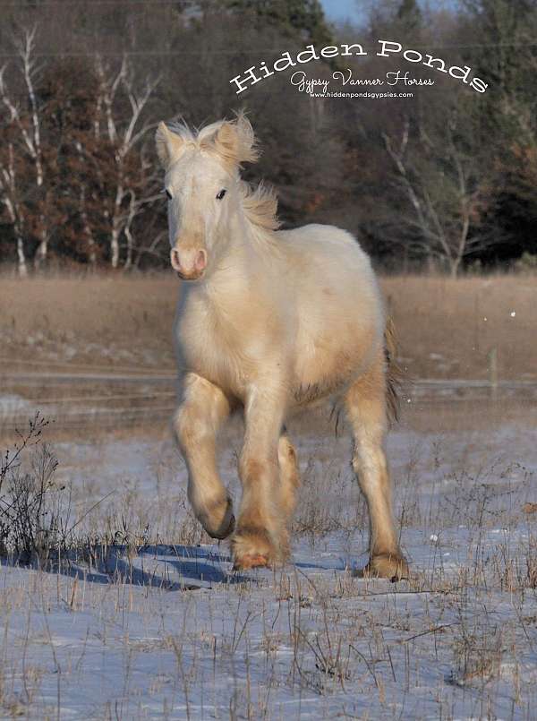 boy-gypsy-vanner-pony