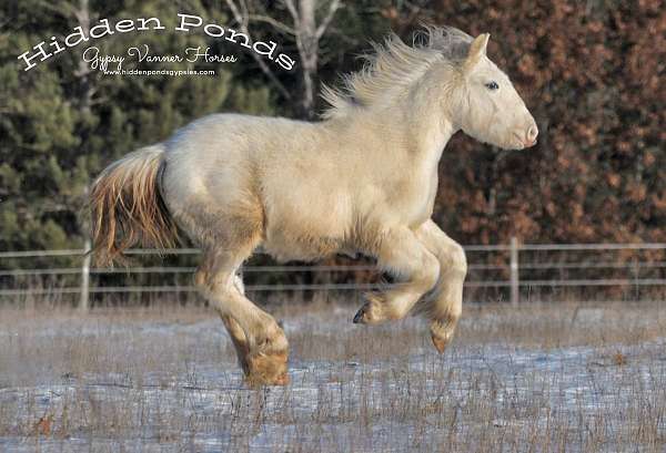 change-gypsy-vanner-pony