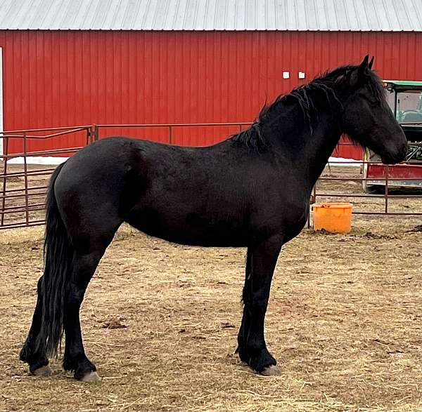 fully-trained-friesian-horse