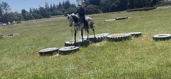 saddles-stallion