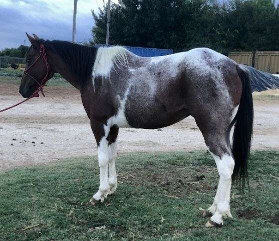 bay-roan-paint-pony-mare