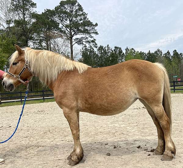 palomino-haflinger-mare