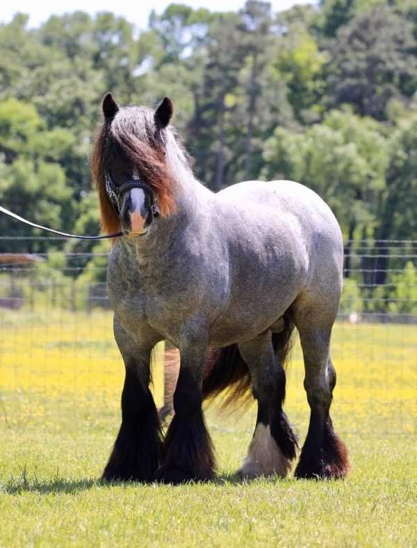 blue-roan-breeding-horse
