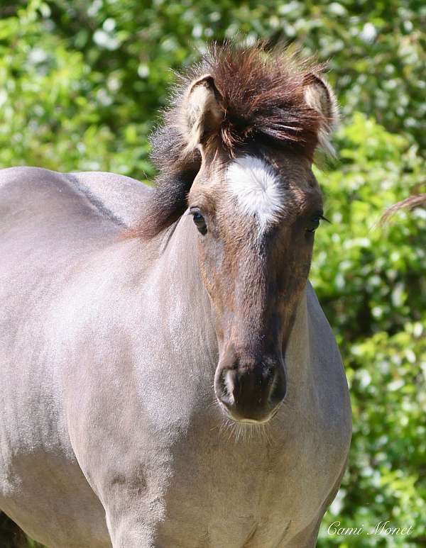 breeding-gypsy-vanner-horse