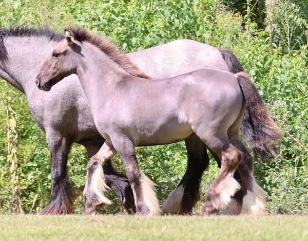 driving-gypsy-vanner-horse