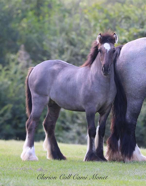 grulla-ghra-filly