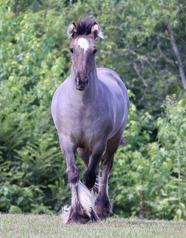 english-pleasure-gypsy-vanner-horse