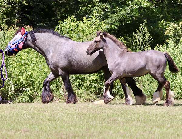 homozygous-black-gypsy-vanner-horse