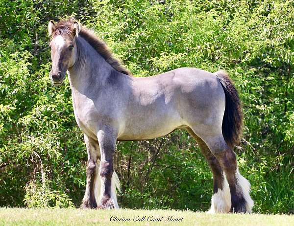 parade-gypsy-vanner-horse