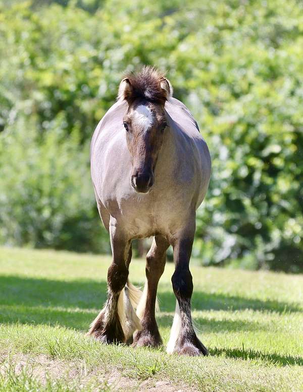 pleasure-driving-gypsy-vanner-horse