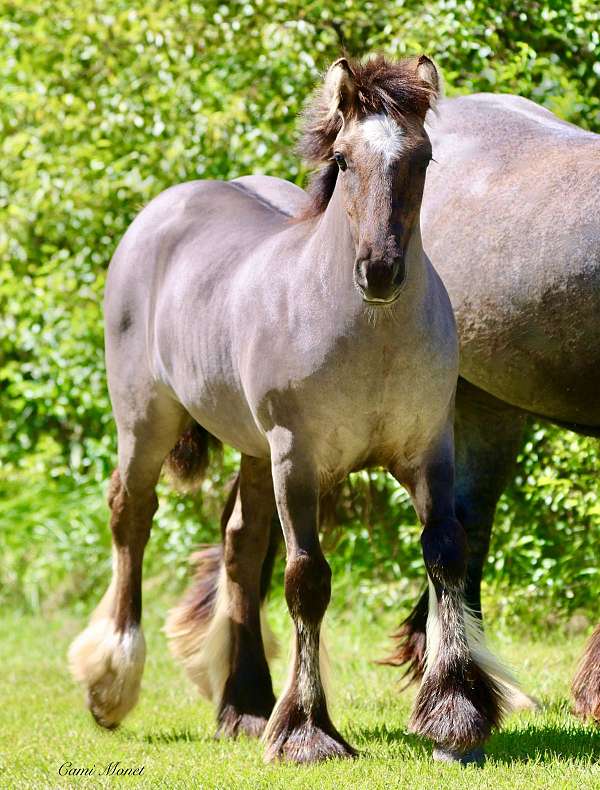 showmanship-gypsy-vanner-horse