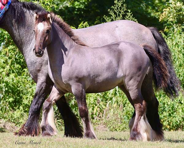 trail-gypsy-vanner-horse