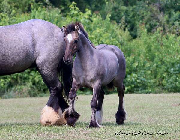 western-pleasure-gypsy-vanner-horse