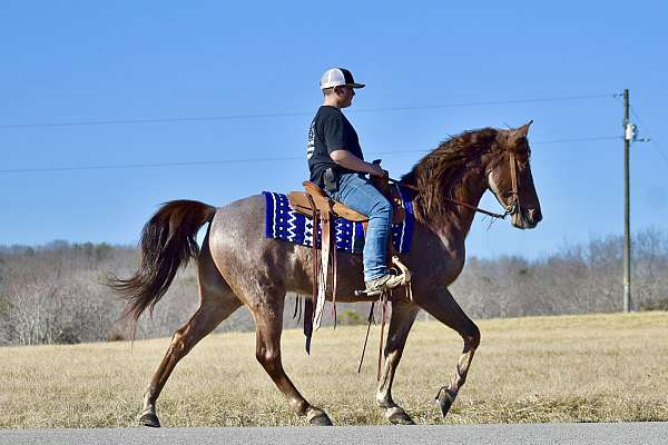 hunting-tennessee-walking-horse