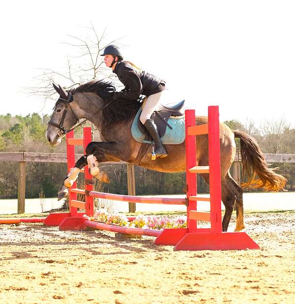 puppy-dog-andalusian-horse