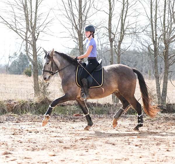 amateur-andalusian-horse