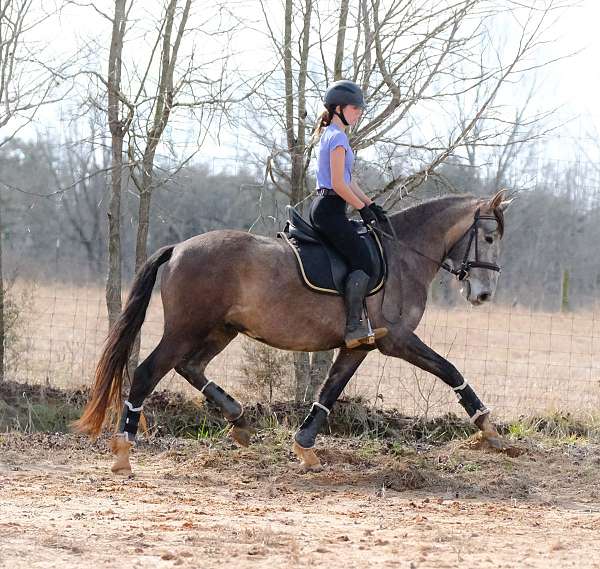 puppy-dog-andalusian-horse