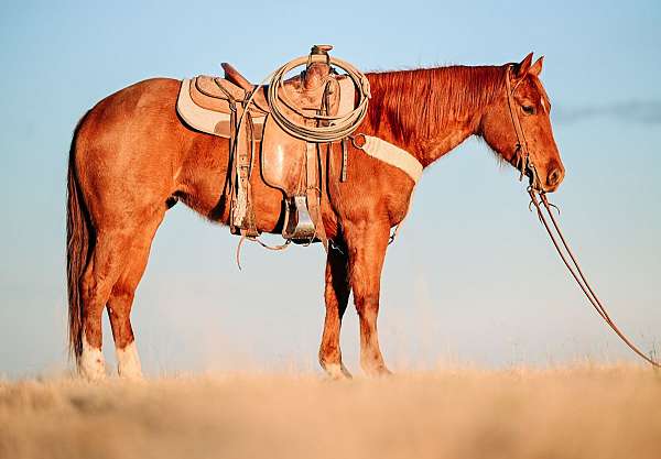 sorrel-quarter-horse-mare