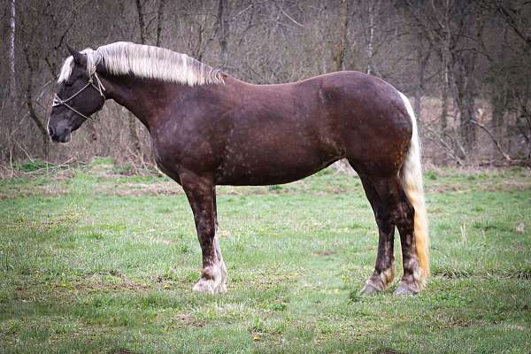 silb-quarter-horse-mare