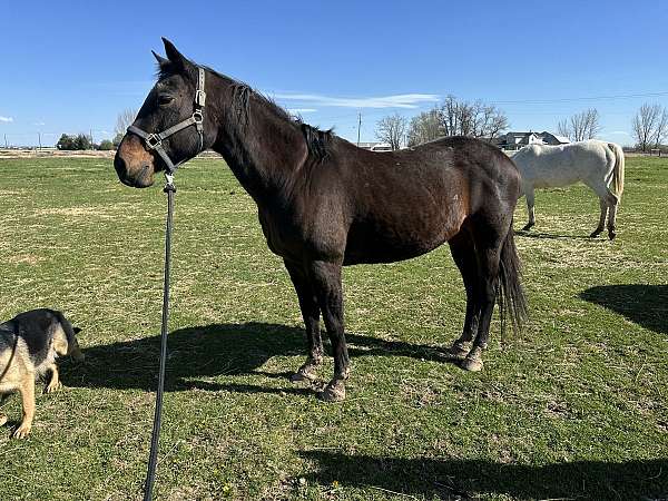 project-started-under-saddle-mare-broodmare
