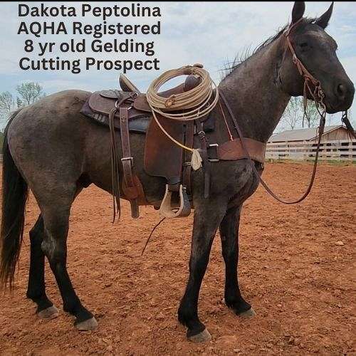 beginner-cutting-prospect-quarter-horse
