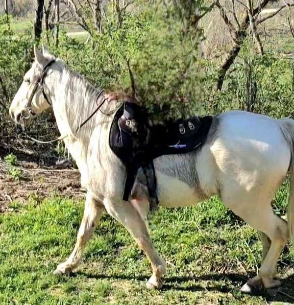 athletic-tennessee-walking-horse