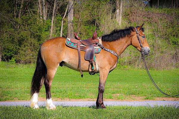 all-around-clydesdale-horse