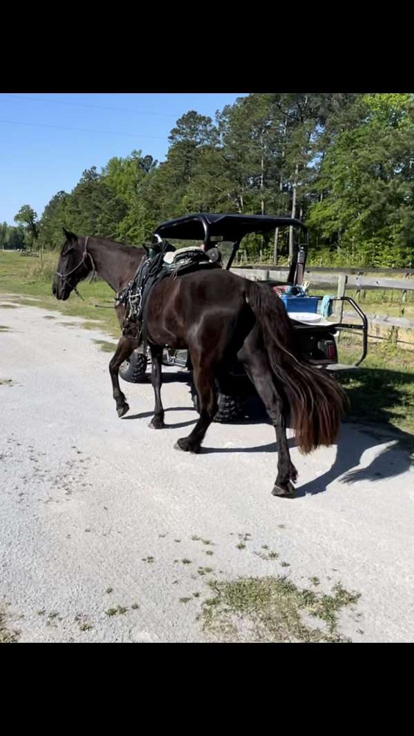 black-natural-horsemanship-training-horse