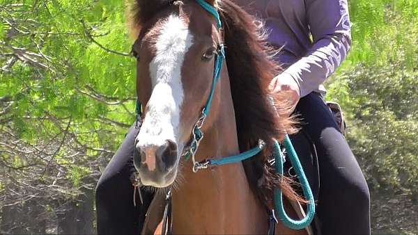pleasure-horse-for-sale-tennessee-walking
