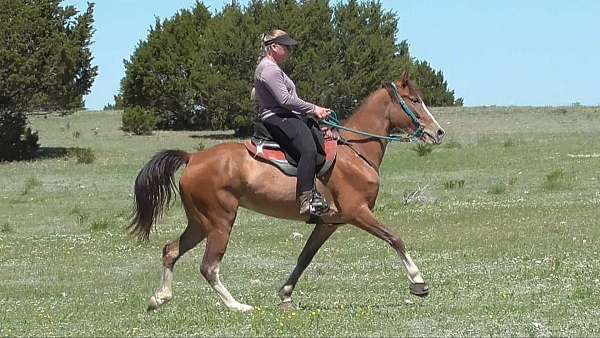 endurance-horse-for-sale-tennessee-walking
