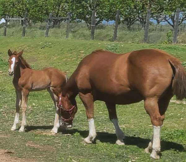 apha-azteca-filly