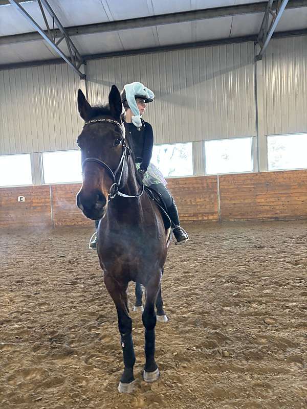 beginner-gelding