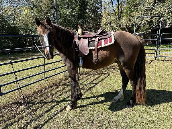 reining-clydesdale-thoroughbred-horse
