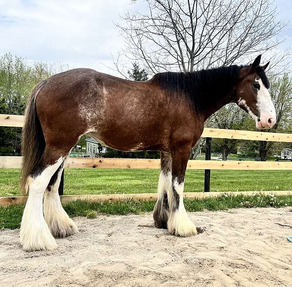 bay-clydesdale-mare