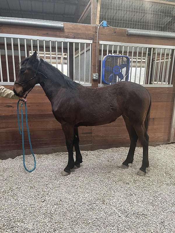 bay-filly-for-sale