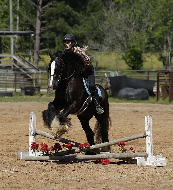 equitation-gypsy-vanner-pony