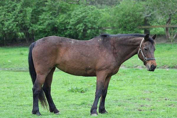 quarter-pony-mare