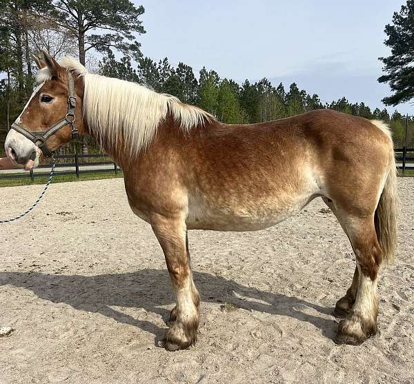 beginner-harness-mare