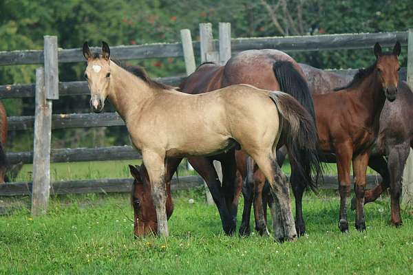 ranch-thoroughbred-horse