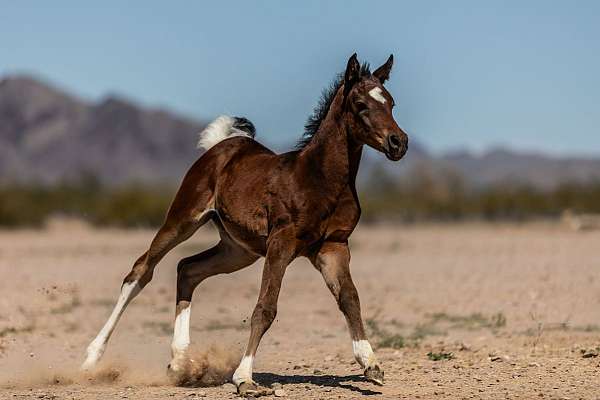 2024-foals-arabian-horse
