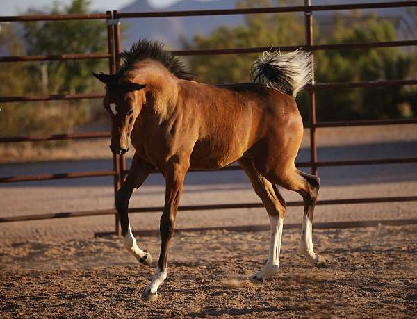 tobianopinto-horse