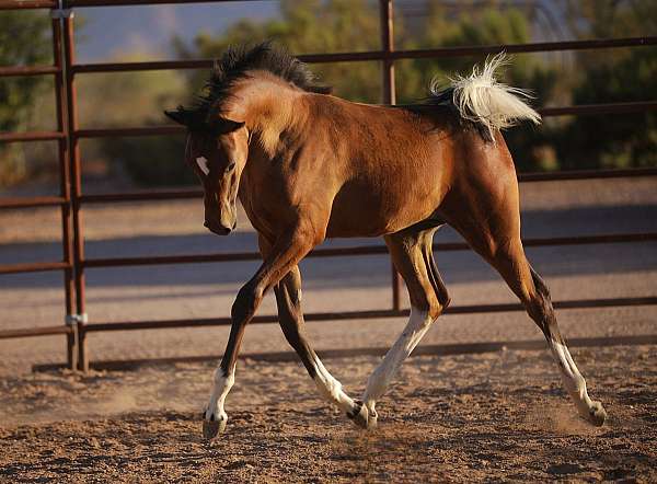 bay-tobianopinto-horse