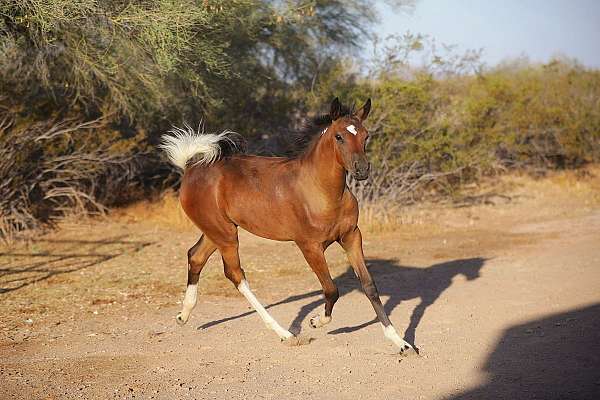 pino-arabian-horse