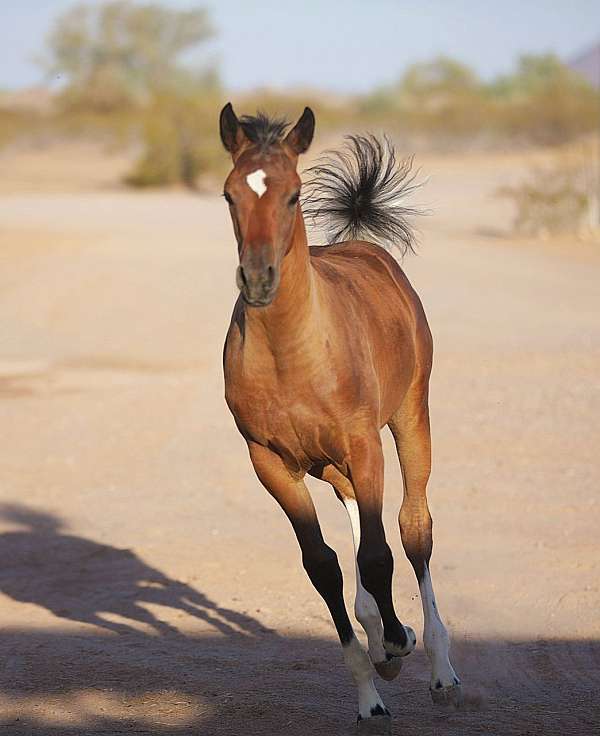 arabains-arabian-horse