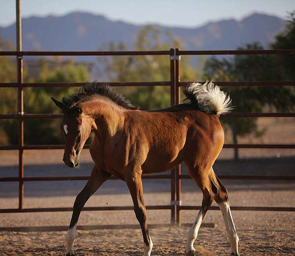 pinto-arabians-horse