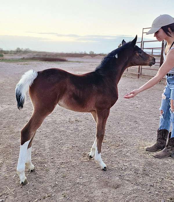 2024-foals-arabian-horse