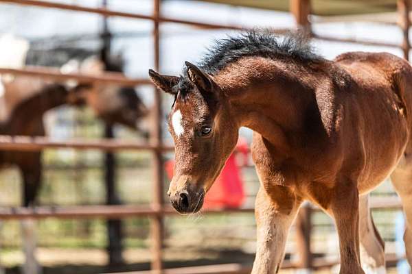 half-arabians-arabian-horse