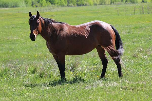 all-around-quarter-horse